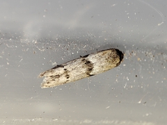 Blastobasis phycidella