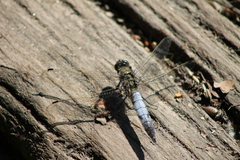 Orthetrum cancellatum