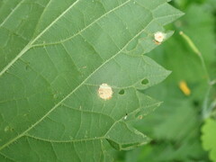 Puccinia iridis