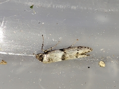 Blastobasis phycidella