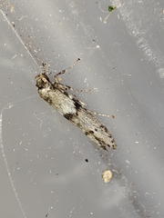 Blastobasis phycidella