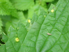 Puccinia iridis
