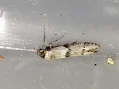 Blastobasis phycidella