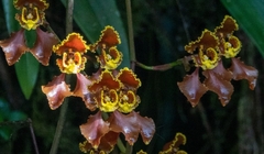 Cyrtochilum annulare