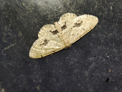 Idaea belemiata