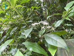 Tarenna gracilipes