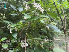 Tarenna gracilipes