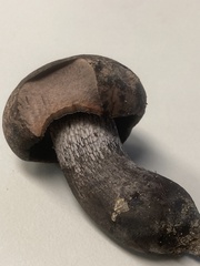 Tylopilus griseocarneus