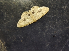 Idaea belemiata