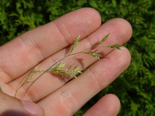 meadow fescue (Schedonorus pratensis)