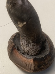 Tylopilus griseocarneus