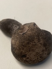 Tylopilus griseocarneus