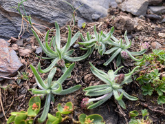 Plantago monosperma