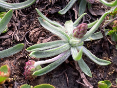 Plantago monosperma