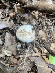 Tylopilus peralbidus