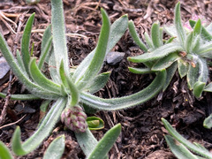 Plantago monosperma