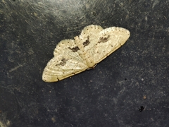 Idaea belemiata