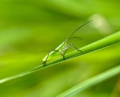 Megaloceroea recticornis