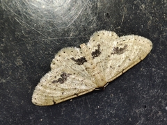 Idaea belemiata
