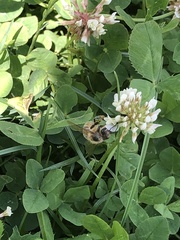 Apis mellifera