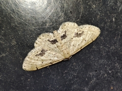 Idaea belemiata