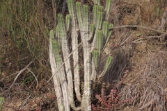 Euphorbia heptagona