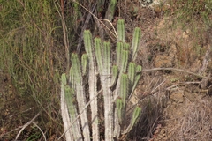 Euphorbia heptagona
