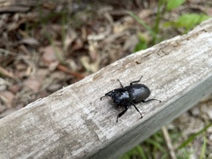 Dorcus rectus