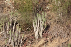 Euphorbia heptagona