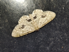 Idaea belemiata