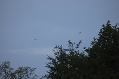 Poicephalus senegalus