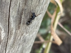 Leptorchestes berolinensis
