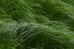 Carex brizoides