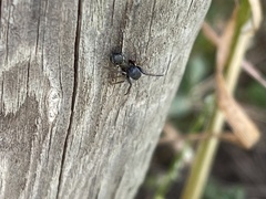 Leptorchestes berolinensis