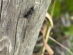 Leptorchestes berolinensis