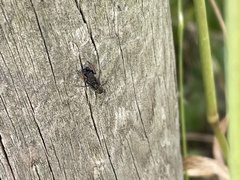 Leptorchestes berolinensis