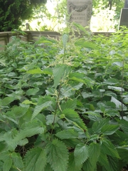 Urtica dioica
