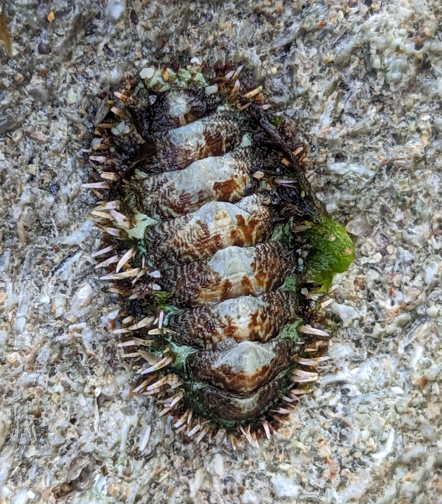 Rough-girdled Chiton