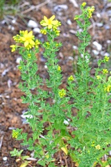 Hypericum × desetangsii