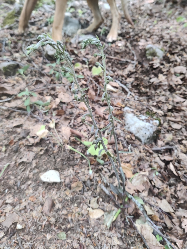 Epipactis microphylla