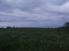 Locustella