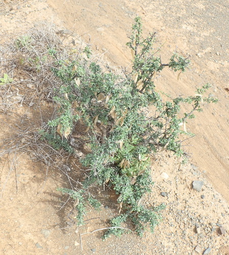 Image of Rhigozum obovatum by (c) Nicola van Berkel, some rights reserved (CC BY-SA)
