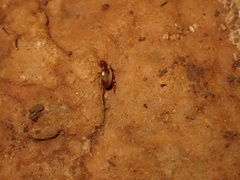 Troglodromus bucheti