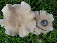 Clitopilus pseudopiperitus