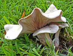 Clitopilus pseudopiperitus