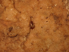 Troglodromus bucheti