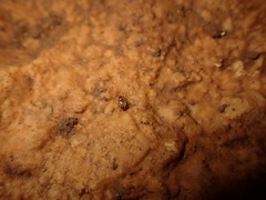 Troglodromus bucheti