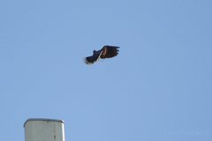 Streptopelia tranquebarica humilis