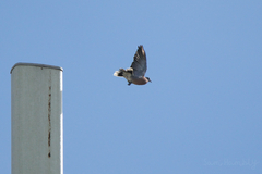 Streptopelia tranquebarica humilis