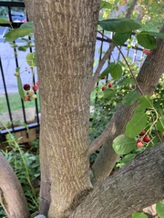 Malus coronaria